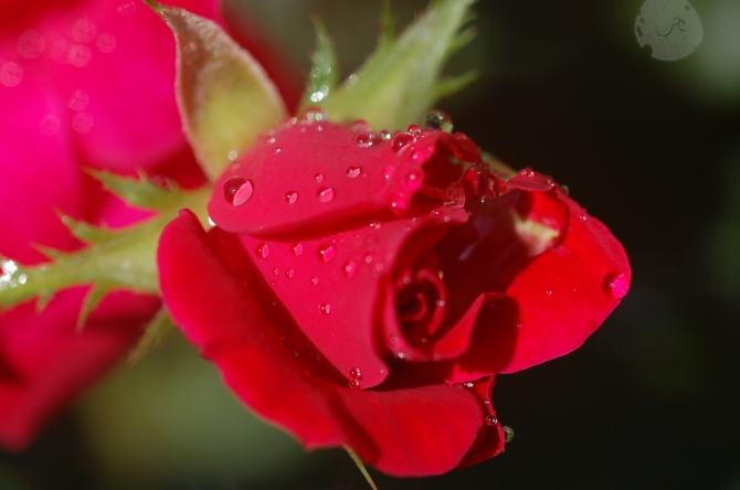 Heavy rains can knock off the blooms of a Knock Out rose bush, but this blooming bud looks beautiful in water beads