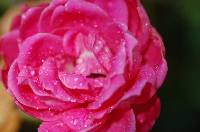 Knock out rose bloom past its prime gets some additional visual energy with raindrops