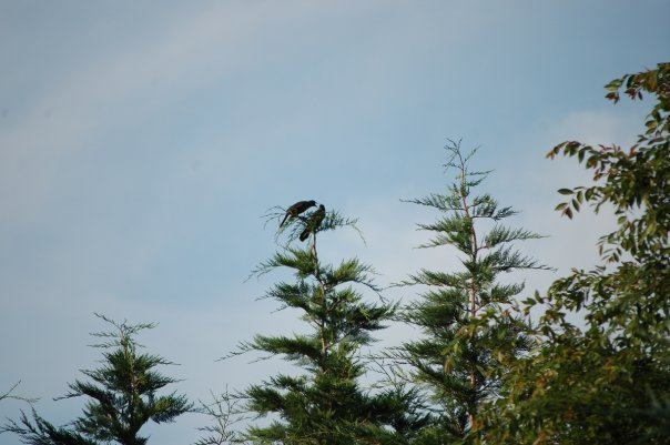 Two birds greet each other atop this Leyland Cypress